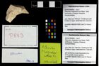 Foto (Objekt + Etikett) von Pithonoton marginatum (von Meyer, 1842)  (NHMW-GEO-2014-0194-0843)